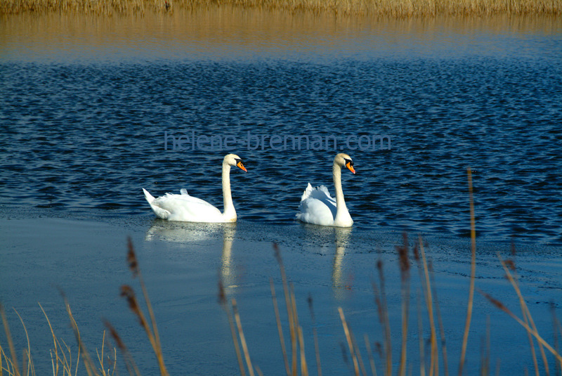 Swans in a Pond, Tralee Photo