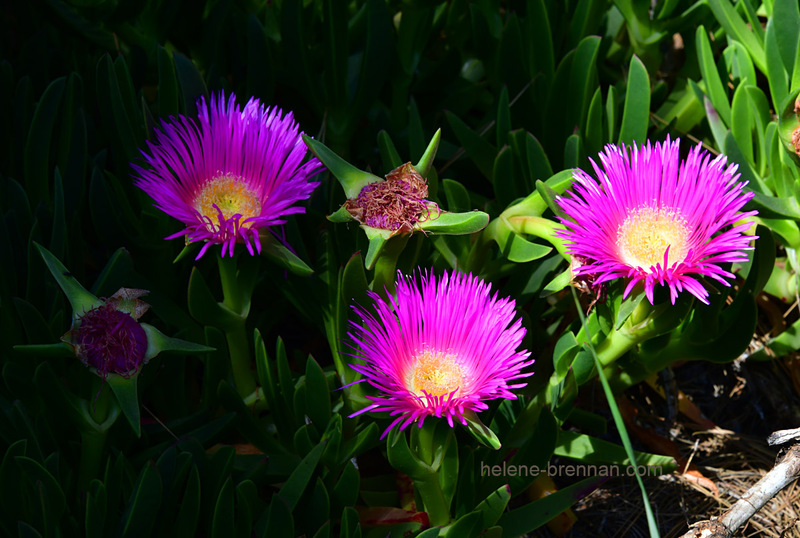 Flowers 0155 Photo