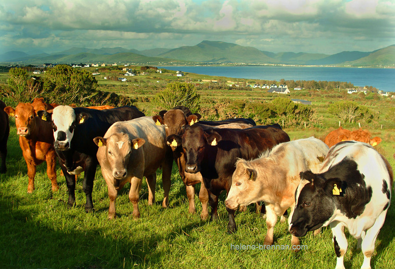 Curious Cattle 55 Photo