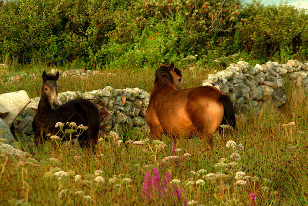 Connemara Ponies Photo