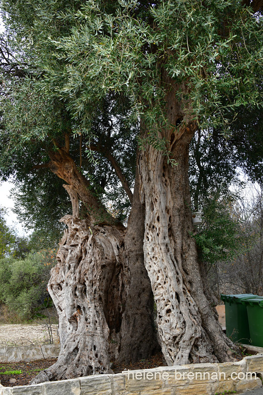 Praitori Olive Trees 1006 Photo