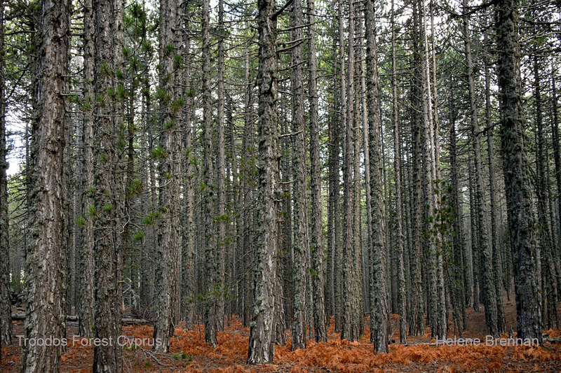 Troodos Forest 1279 Photo