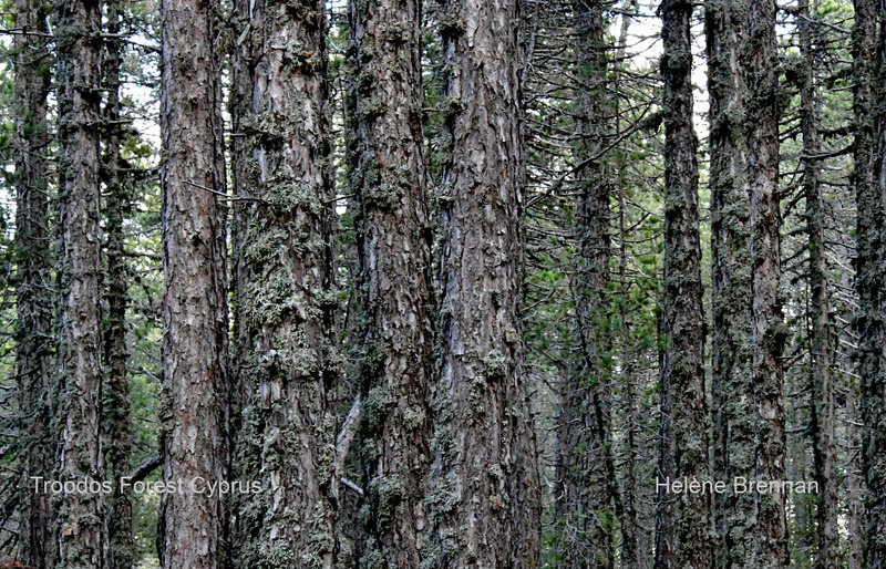 Troodos Forest 1281 Photo