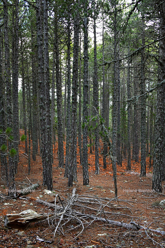 Troodos Forest 1287 Photo