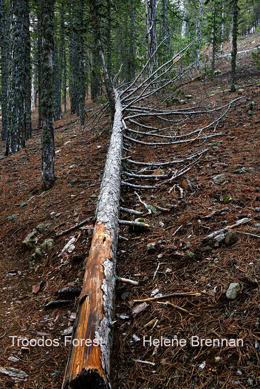 Troodos Forest 1288 Photo