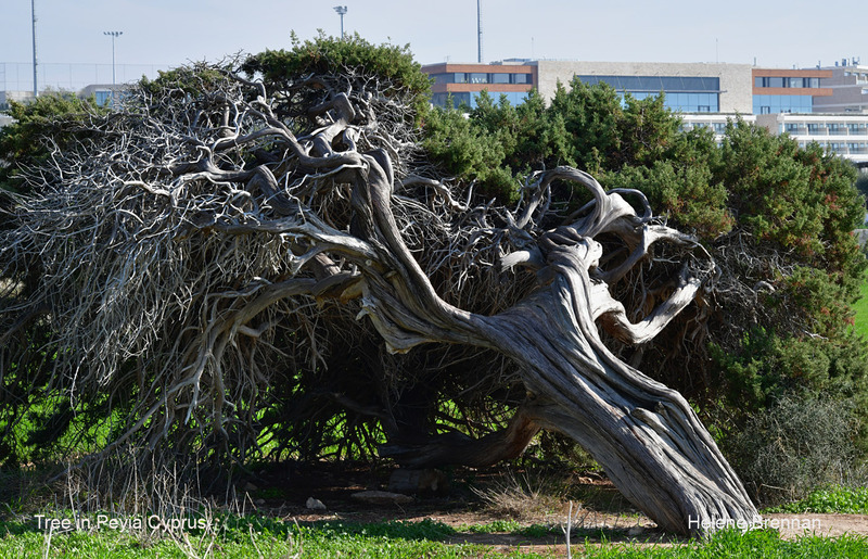 Peyia Coastal Tree 1322 Photo