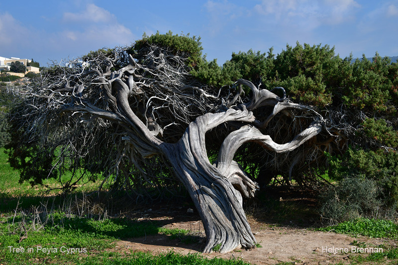 Peyia Coastal Tree 1324 Photo