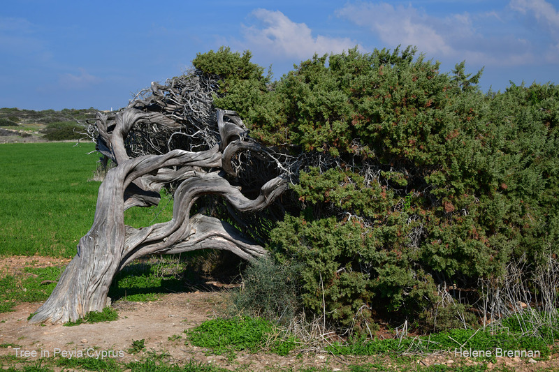 Peyia Coastal Tree 1325 Photo