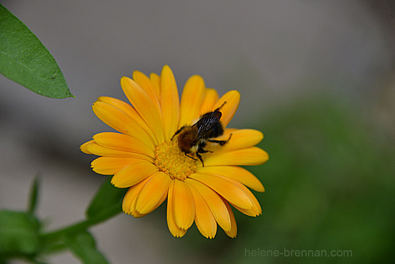 Marigold Flower 7470 Photo