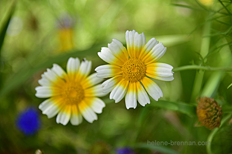 Garden Flowers 7555 Photo