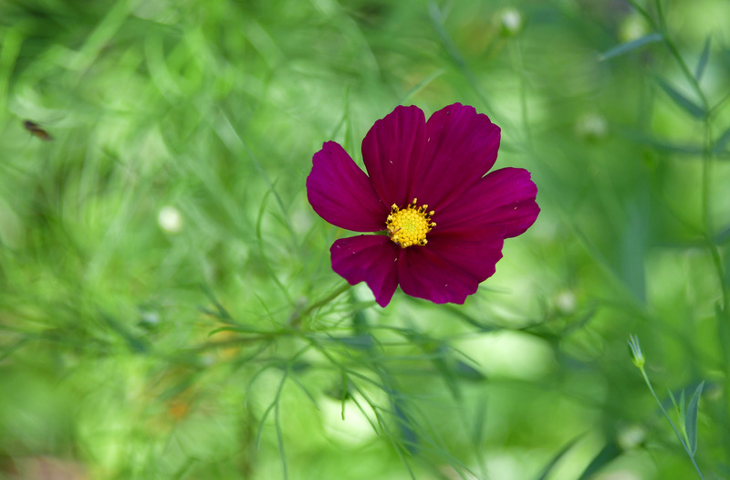 Dark Red Wild Flower 7700 Photo