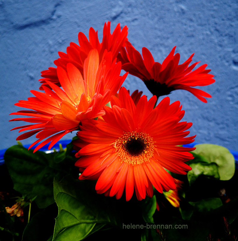 Orange Flowers 143149 Photo