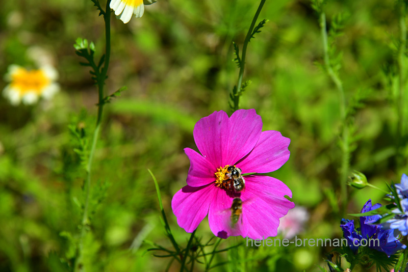 Bee on Pink Flower 7285 Photo