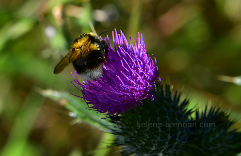 Bumble Bee on Thistle Flower 7304 Photo