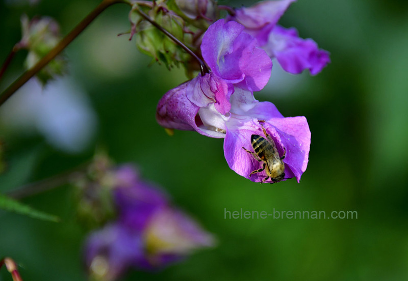 Himalayan Balsam Flower with Bee 7528 Photo