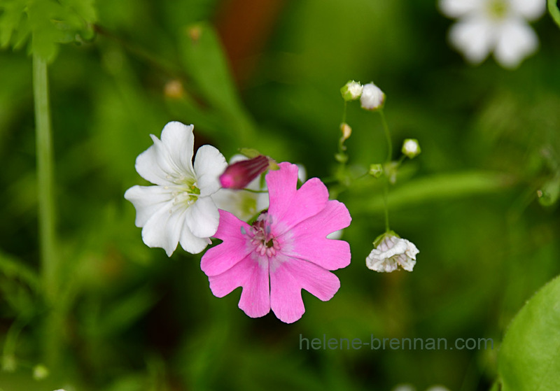 Irish wild flowers 6896 Photo