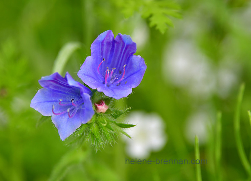 Harebell wild flowers 6897 Photo