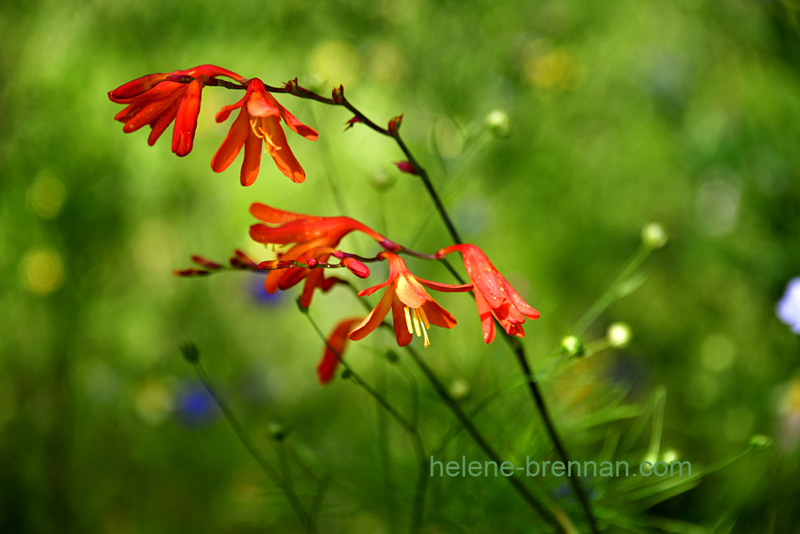 Montbretia Wild Flowers 7606 Photo