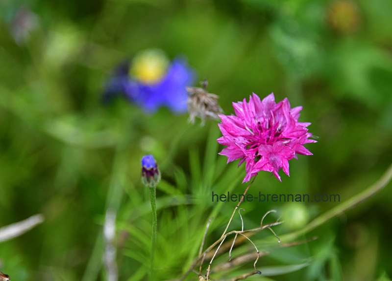 Pink Cornflower  7476 Photo