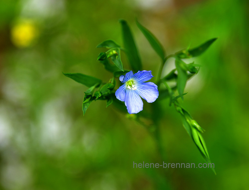 Blue Wild Flower 6890 Photo