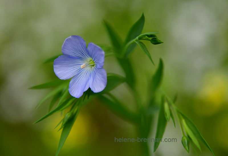 Blue Wild Flower 6892 Photo