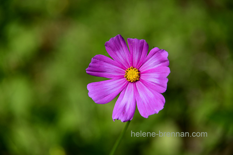 Pink Wild Flower 7554 Photo