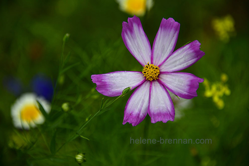 Pink and White Wild Flower 7475 Photo